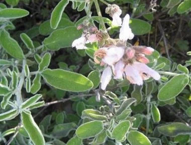 Φασκόμηλο: 7 θεραπευτικές ιδιότητες για τον ανθρώπινο οργανισμό